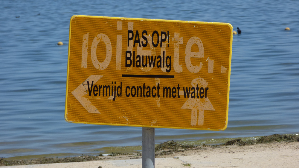 Blauwalg in Huizen