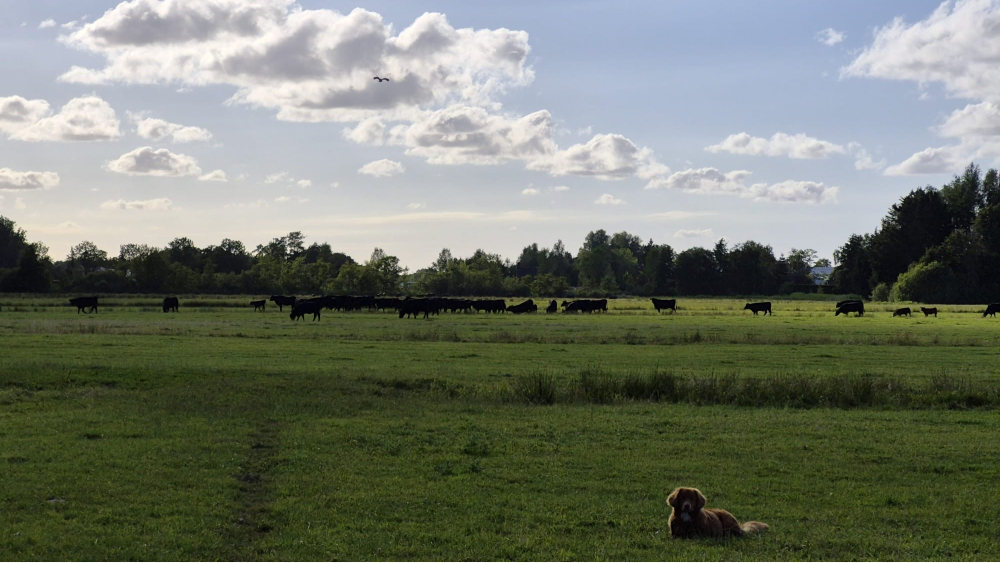 De kudde Black Angus-koeien van Jan Peter van Herk