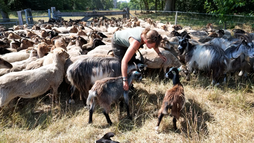 Mirjam met haar kudde