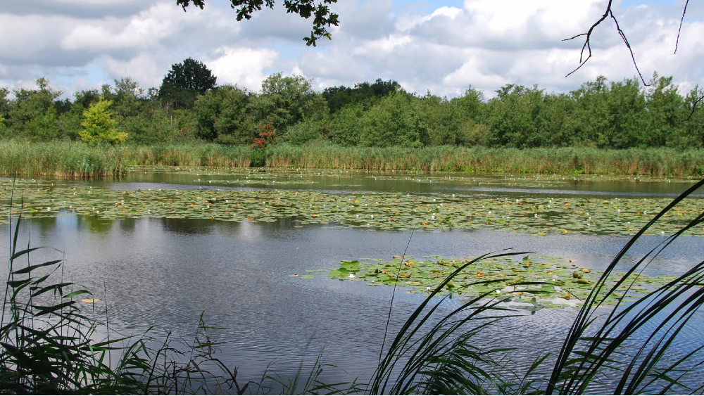 Natuurgebied Ankeveense Plassen