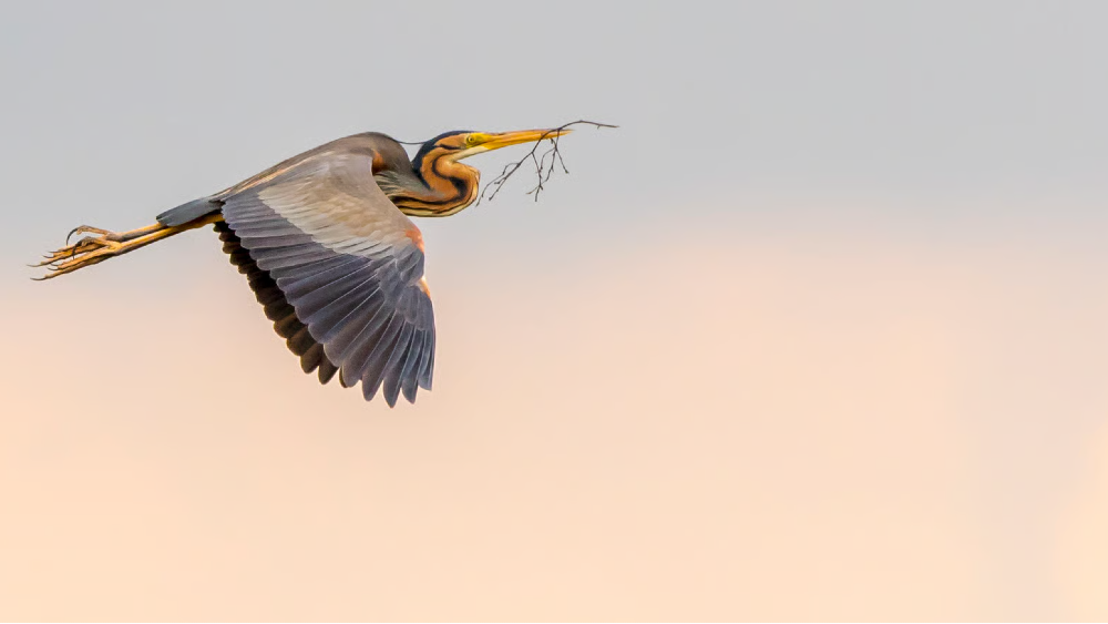 Purperreiger