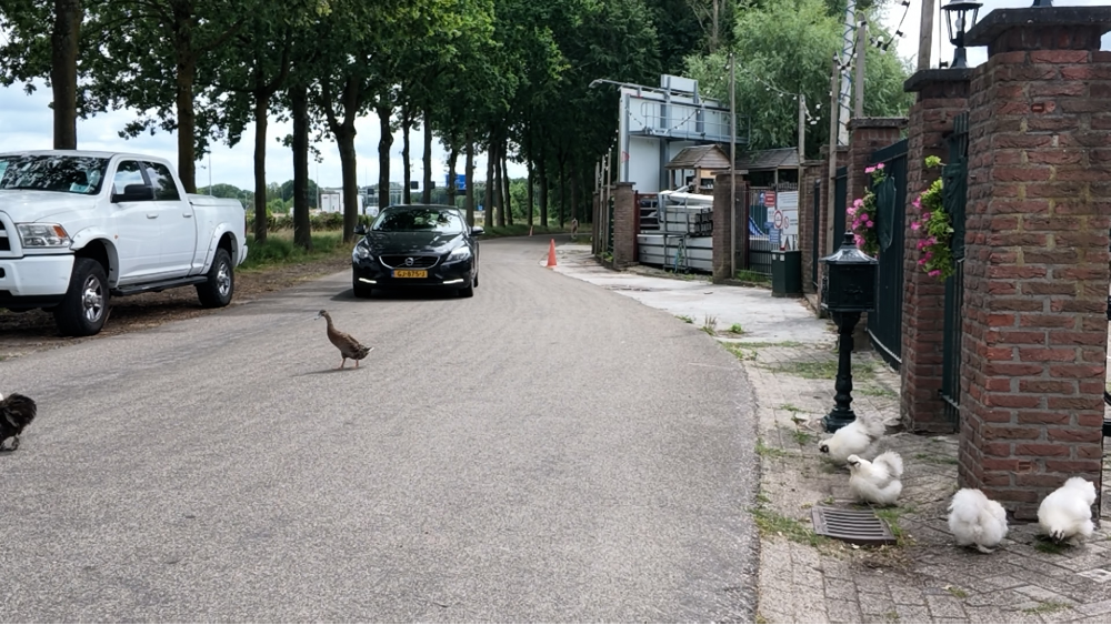 Sluipverkeer gevaar voor overstekende kippen en eenden