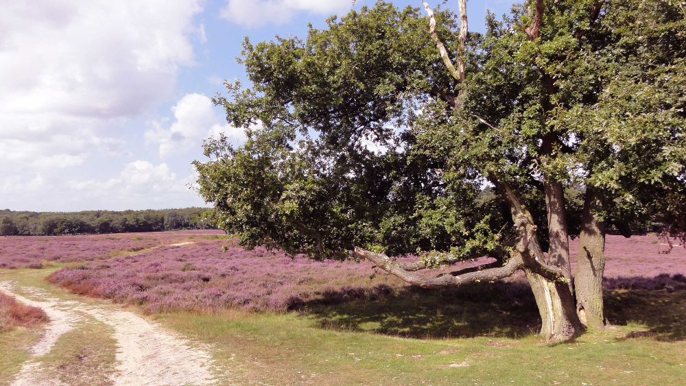 De heide in bloei